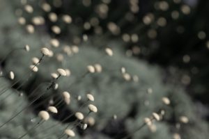 Verrugas Vulvares Genitales - salud intima